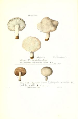 1855 현장 노트 (Hypophyllum의 동의어, 인용 문헌)와 Omphalia 및 Agaricus (추가된 손으로 쓴 메모)