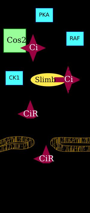  Hh가 Patched에 결합하지 않았을 때 CiR 전사 억제제의 생성. 다이어그램에서 "P"는 인산염을 나타낸다.