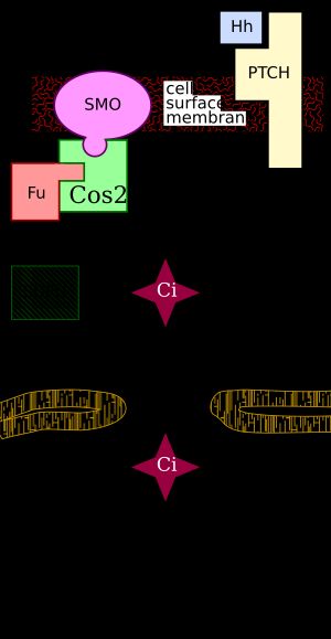  Hh가 Patched(PTCH)에 결합하면 Ci 단백질이 핵에서 전사 인자로 작용할 수 있다.