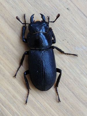 줄사슴벌레 소형 암컷