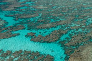 산호초는 쥐앙드노바섬 생물 다양성의 중요한 부분이다.