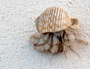 쥐앙드노바섬의 코에노비티다에과 게.