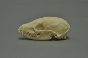 중국족제비오소리의 두개골