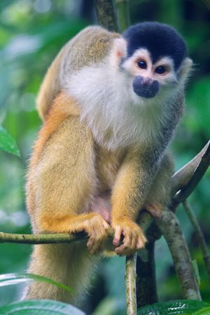 계절에 따른 성적 이형성을 보이는 수컷. 골포 둘체 휴양지, 코스타리카