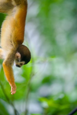 코스타리카 골포 둘세 리트리트에서 촬영.