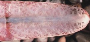 주둥이 끝 부분의 클로즈업, 로렌치니 기관을 보여줌