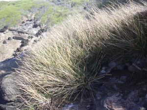 Madagascar dropseed (Sporobolus pyramidatus)