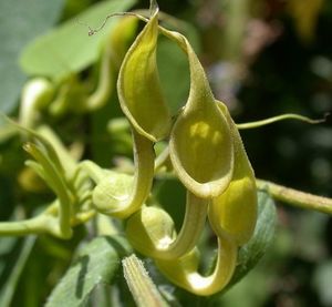 쥐방울덩굴의 꽃