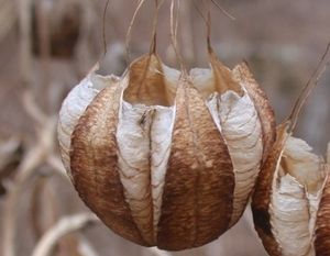 쥐방울덩굴 열매