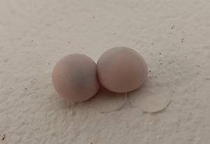 Hemidactylus frenatus의 알