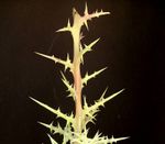 은각산호(:en:Euphorbia stenoclada)