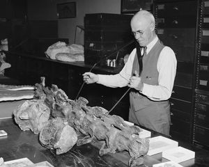 길모어가 1938년에 화석을 측정하고 있다.