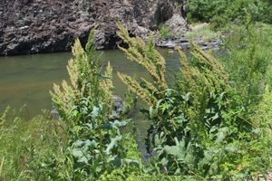 개울 둑에 자라는 참소리쟁이