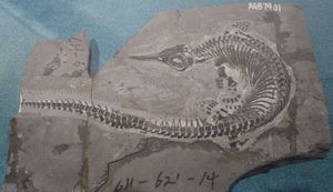 C. 브레비페모랄리스(C. brevifemoralis)의 모식 표본 (AGB7401), 중국지질박물관