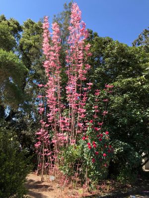 관상용 품종 '플라밍고'
