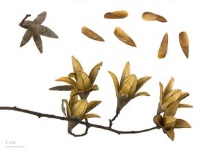 MHNT에 전시된 참죽나무 표본