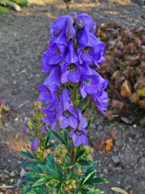  차앙에 첨가된 또 다른 지역 종인 Aconitum carmichaelii