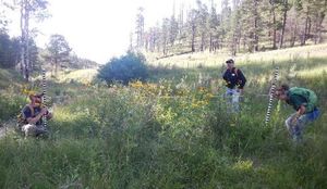 미국 산림청 팀이 애파치-시트그리브스 국유림에서 뉴멕시코 초원뛰는쥐의 잠재 서식지를 평가하고 있다.