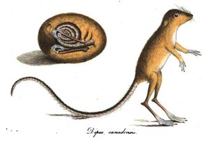 캐나다의 뛰는 쥐(1797), 토마스 데이비스 작