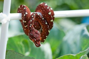 적갈색 M. viridis 신생아