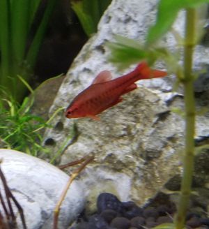 수컷 체리 바브