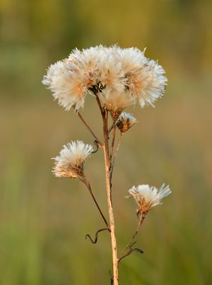 Saussurea alpina 씨앗