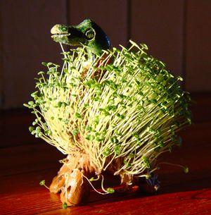 치아로 덮인 조각상