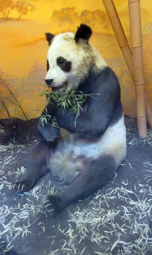 런던 자연사 박물관에 전시된 박제된 유해