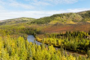 치킨의 사우스 포크 강