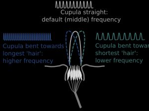 측선 속도 부호화는 자극의 방향과 때로는 강도를 나타낸다. 하나의 유모 세포가 표시되어 있다.