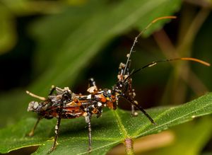 파편으로 위장한 암살 벌레, 호주