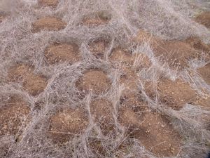 카마스 땅다람쥐 흙더미