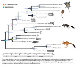 현존 및 멸종된 이상꼬리류(Anomaluromorpha) 설치류의 시간 척도와 계통 발생 관계.
