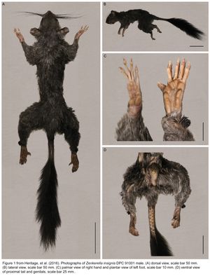 수컷 박물관 표본 사진