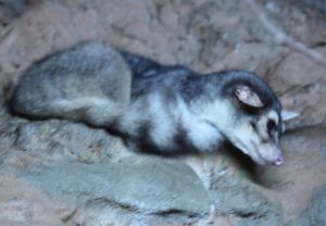 카코미슬고양이(Bassariscus sumichrasti)