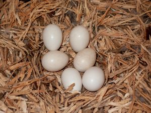 웰링턴의 질랜디아 야생 동물 보호구역에 있는 나무 둥지 상자에 북섬 카카가 낳은 알