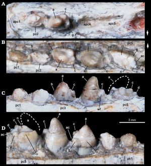 C. barberenai의 아래쪽 어금니 뒷부분 치열