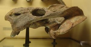 칸네메예리아의 두개골