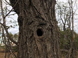 터키 쉬셰리에 있는 캅카스청서 둥지