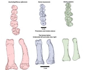 치아(위)와 발 손가락뼈 비교(아래): A. 아파렌시스(왼쪽), H. 루조넨시스(중간), 현생 인류(오른쪽)
