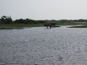 고요한 숲의 말