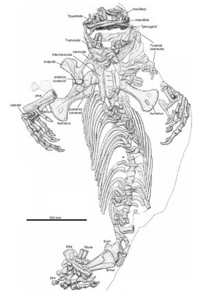 Callibrachion gaudryi의 홀로타입에 대한 설명 도면.