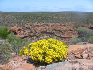Verticordia chrysantha