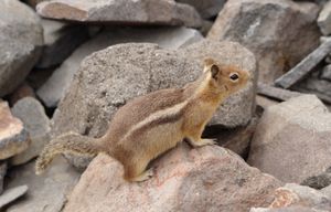 레니어 산에 있는 캐스케이드황금망토땅다람쥐.