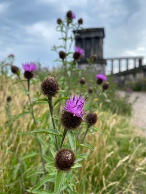 2023년 스코틀랜드 에든버러 중심부의 칼턴 언덕에 있는 검은수레국화