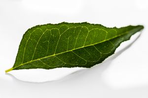 카레 잎의 매크로 이미지