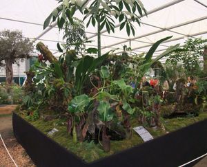 2011년 첼시 플라워 쇼에서 보르네오 엑소틱스가 전시한 캔틀리벌레잡이풀 식물 (전경)