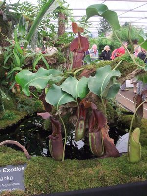 캔틀리벌레잡이풀이 Cantley에 의해 길러진 두 개의 오리지널 식물, 2011 첼시 플라워 쇼에 전시됨