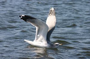 겨울 깃털을 가진 캘리포니아걸, 캘리포니아
