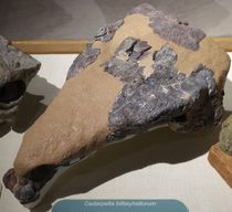 원래 화석 뼈의 70%를 포함하는 재구성된 두개골.